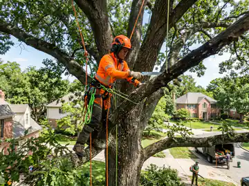 Tree care